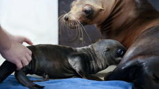 Sư tử biển con mới chào đời tại Thủy cung Lotte World Hà Nội.