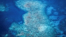 San hô trên Rạn Great Barrier quanh đảo Lizard, Australia bị tẩy trắng ngày 5/4/2024. Ảnh: AFP.