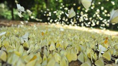 Tháng 5 là thời điểm đẹp nhất tại rừng Cúc Phương với hàng triệu con bướm khoe sắc ngợp trời. Ảnh: Minh Đức/TTXVN.