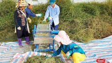 HTX Nam Sơn - Phú Lương, thị trấn Ít Ong, huyện Mường La, thu hoạch cà gai leo.