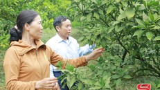 HTX nông nghiệp hữu cơ Meha, xã Vân Hồ trồng cam đường canh theo hướng hữu cơ.