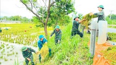 Cán bộ, chiến sĩ Ban Chỉ huy quân sự huyện Tam Dương giúp bà con nhân dân xã Đồng Tĩnh, huyện Tam Dương (Vĩnh Phúc) thu hoạch lúa. Ảnh minh họa: TTXVN.