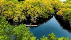 Vẻ đẹp thơ mộng rừng ngập mặn Rú Chá mùa thay lá