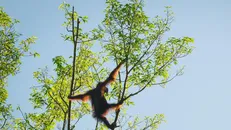 Hơn 70% quần thể động vật hoang dã đã suy giảm