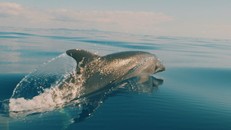 Mỹ: Phát hiện vi nhựa trong hơi thở cá heo hoang dã