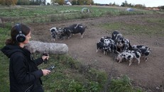 AI giải mã thú vị về tiếng kêu của lợn