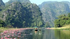 Nao lòng vẻ đẹp mùa hoa súng ở Ninh Bình