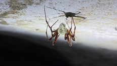 Phát hiện loại nấm có thể biến nhện thành "zombie"