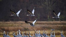 Hệ sinh thái của loài sếu quý hiếm ngay tại khu vực ở biên giới liên Triều