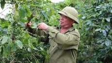 Chủ động các điều kiện phục vụ thu hoạch, chế biến, tiêu thụ nông sản