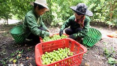 Thành phố Sơn La vào mùa thu hoạch mận tam hoa