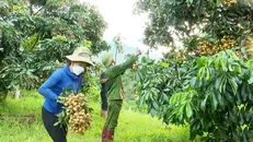 Chủ động phương án tiêu thụ, xuất khẩu nông sản