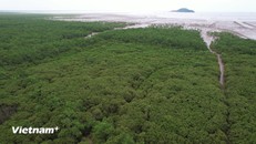 Thiết lập tiêu chuẩn tín chỉ carbon rừng: Cấp thiết “mở đường” cho tư nhân