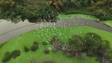 Vào mùa cao điểm sinh sản, từ tháng 8 đến tháng 4 âm lịch, số lượng chim tại Vườn chim Thung Nham lên tới hàng chục nghìn cá thể.