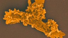 Ảnh chụp hiển vi các tế bào dạng amip đơn bào. Ảnh: sciencealert.com.