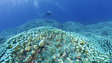 Australia: Phát hiện quần thể san hô khổng lồ tại Great Barrier