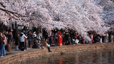 Hoa anh đào nở rộ, nhuộm hồng thủ đô nước Mỹ