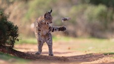 Khoảnh khắc linh miêu vờn mồi thắng giải bình chọn "Wildlife Photographer of the Year"
