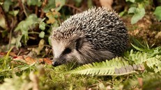 Môi trường tự nhiên của loài nhím tại Đức dần bị thu hẹp do sức ép từ đô thị hóa và canh tác nông nghiệp.