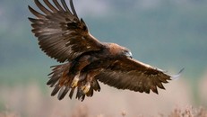 Đại bàng vàng có thể trở lại Anh sau hơn 150 năm