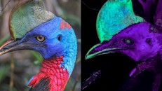 Nguồn sáng bí ẩn của một trong những loài chim lớn nhất hành tinh