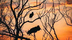 Động vật chung sống cùng người dân tại khu bảo tồn thuộc UNESCO