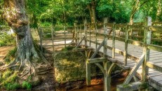 Cầu Posingford tại rừng Ashdown, Đông Sussex (Anh).