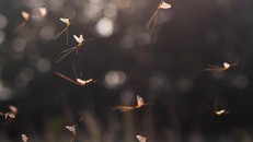 Bí mật về điệu nhảy của loài phù du