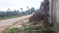 Nhiều nơi chặt cây để dẹp vỉa hè 