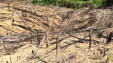 Hơn 60 ha rừng ở huyện An Lão bị xóa sổ chưa tìm ra kẻ chủ mưu, thì hơn 21 ha rừng ở huyện Hoài Ân (tỉnh Bình Định) tiếp tục bị đốn hạ.