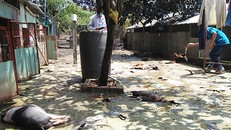 Heo gà nằm chết la liệt ở nhà anh Tài.