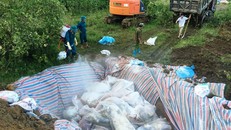 Sau 2 ngày nỗ lực, toàn bộ gần 6.000 xác lợn chết đã được huyện Yên Định xử lý.