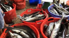 Cá chết bất thường khiến người dân lo lắng.