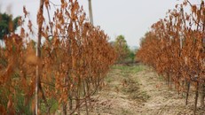 Đào chết hàng loạt