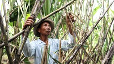 ĐBSCL hiện rất khan hiếm nhân công thu hoạch mía