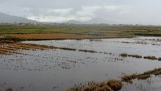 Hơn 100ha đất 2 vụ lúa ở xã Bắc Trạch bị nhiễm mặn.