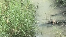 Nước của một số Công ty Cụm công nghiệp Tân Dân chảy ra môi trường có màu đục như nước gạo, bốc mùi hôi thối