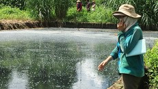 Người dân bức xúc cho rằng, nguồn nước thải của Nhà máy chế biến mủ cao-su Phương Triều Đại chưa được xử lý trước khi thải ra môi trường.