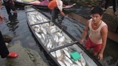 Thừa Thiên-Huế: Cá lồng chết từ sông ra đến cửa biển