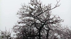 Cây cối bị băng giá bao phủ