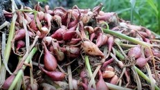 Nông dân Quảng Ngãi vứt bỏ hành tím ngoài đồng do mưa lớn kéo dài gây ngập úng. 