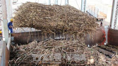 Nông dân Tây Ninh đưa mía cháy về nhà máy đường Biên Hòa. Ảnh: TTXVN.