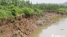 Nhiều héc ta ruộng, hoa màu của người dân hai bờ sông Đông Mai bị "nuốt trôi"