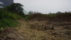 Nhiều cây bụi và cỏ dại không chịu nổi đã chết khô.