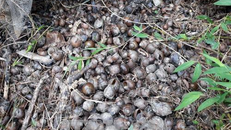 Những con ốc nhồi chết tại ao nuôi của gia đình anh Đỗ Thanh Biên ở tổ Lủng Hoàn, phường Xuất Hóa, thành phố Bắc Kạn.