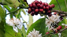 Trên cây cà phê vừa có quả vừa có hoa khiến người dân phải thực hiện quy trình ngược, cắt cành tạo hình sau khi cà phê đã ra hoa.