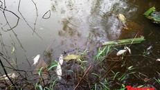 Cá tự nhiên chết hàng loạt, dạt vào bờ sông Chợ Hôm bốc mùi hôi thối.