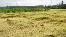 Lúa bị đổ ngã do mưa bão ở Sóc Trăng