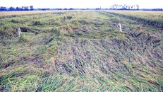 Hiện trường lúa bị đổ ngã ở huyện An Minh.