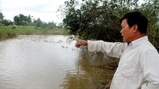 Ông Nở rất hoang mang và lo lắng vì đàn vịt của mình cũng đang chết dần do ăn phải cá chết. 